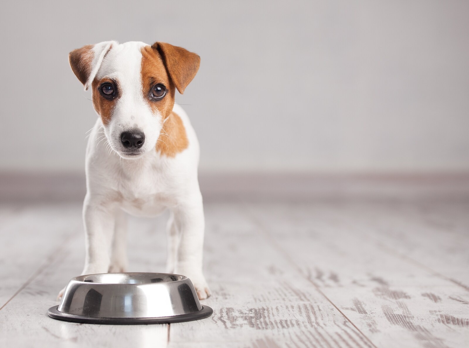 jack-russell-terrier-puppy-with-dog-bowl Jack Russell Terrier puppy stands behind silver dog bowl on gray wooden floor.